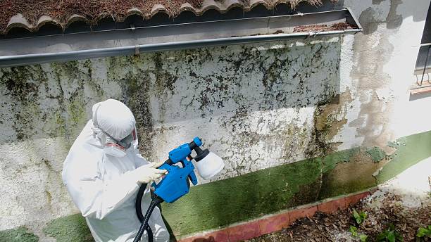 Trusted Attic Mold Removal service in South Fork, PA - Cheap Mold Removal
